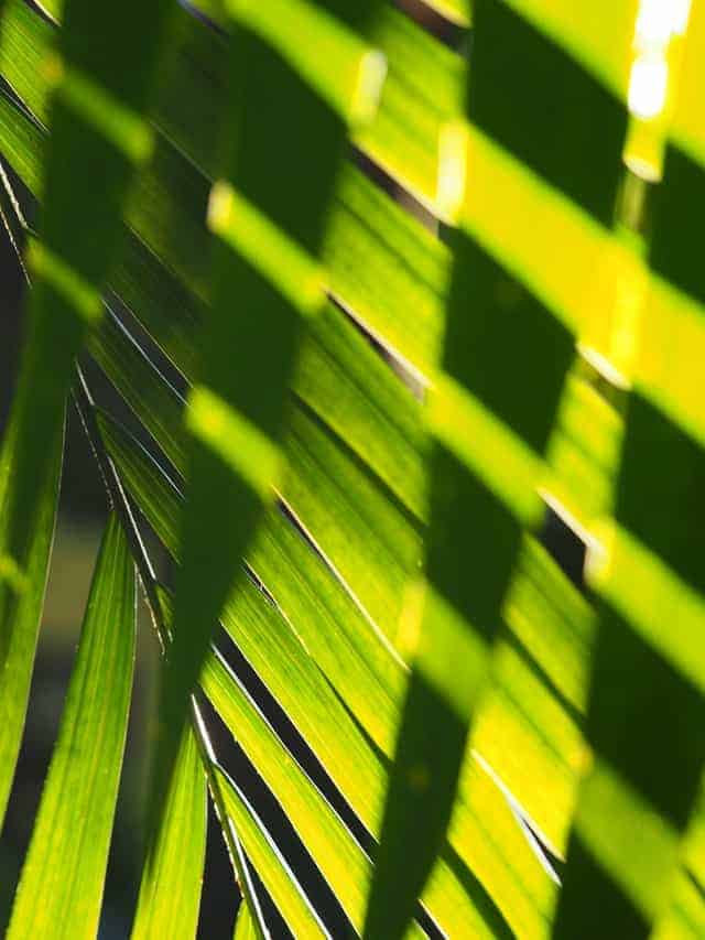 Green palm leaf in sunlight